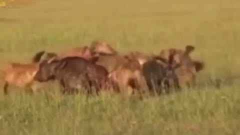 Hyenas rip apart a buffalo