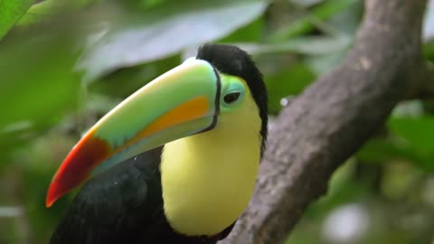 Toucan