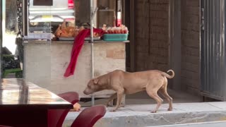 Stray Dog Steals From Street Vendor