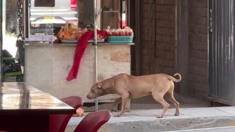 Stray Dog Steals From Street Vendor