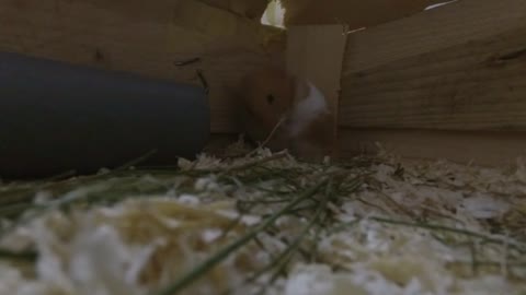 Getting Hamster to new Natural Playground