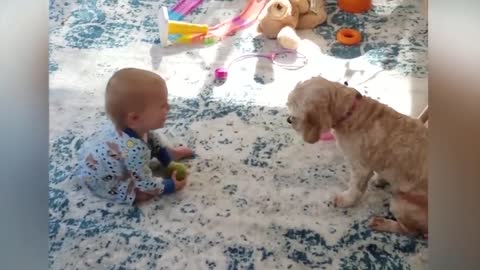 Dogs babysiting babies vedios