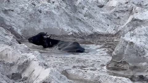 Water Buffalo mud bath