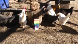 I tried to get my chickens to play a xylophone...again...by bribing them with treats.