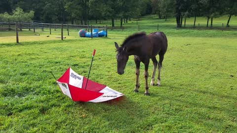Spoons the orphaned foal meets umbrella for the first time