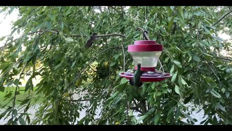 Hummingbirds in slow motion