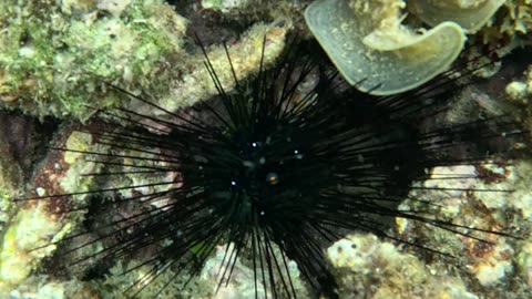Snorkeling Adventures Philippines. Wow Sea Urchins just below
