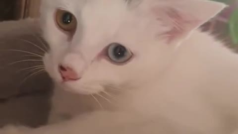 Oddeye White Cat