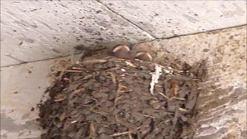 Baby Barn Swallows in Wilder Ranch State Park - Santa Cruz, CA