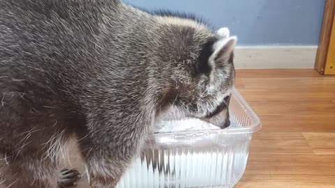 Raccoon plays with water and finds snacks and eats them