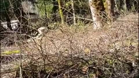 Collapsing Tree Crushes a House