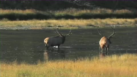 Elk Fighting in River - Yellowstone National Park