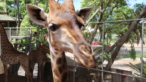 Giraffe in zoological garden in Pattaya, Thailand