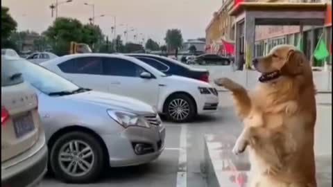 Intelligent Dog By Parking #shorts #dogs