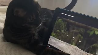 Bengal cat hilariously attacks birds on tablet screen