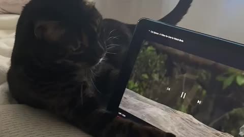 Bengal cat hilariously attacks birds on tablet screen