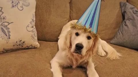 Golden Retriever Dog Knows The Struggles Of Being An Older Sibling | The Dodo