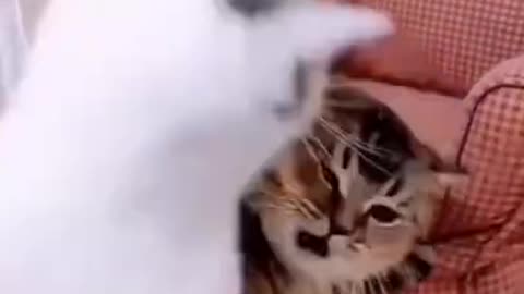 Cat funny video