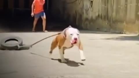 Pitbull dog training
