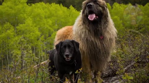 THE 10 BIGGEST DOG BREEDS IN THE WORLD