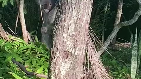 Close Encounter of the Koala Kind