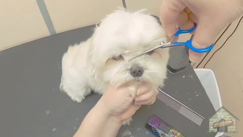 Maltese dog hair and face cutting are trimmed