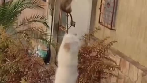 Funny animals 😄,funny animals club, 🤣, funny animals dancing 💃😄, funny animals fighting 😄