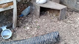 Baby rabbit eating in the run