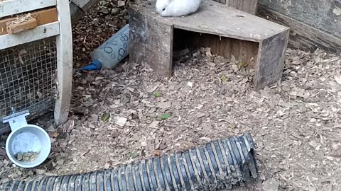 Baby rabbit eating in the run