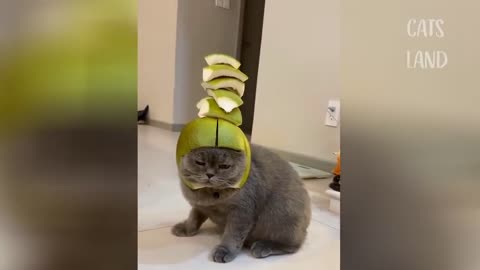 CUTE VIDEO OF CAT