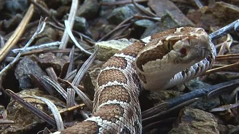 The Cost of a Rattlesnake Bite in U.S. Will Blow Your Mind