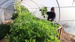 Frozen Idaho Food Jungle In a Hotbed Garden Bed