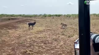 Epic moment Lion versus antelop versus crocodile