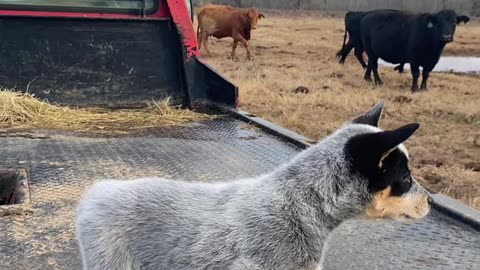 Blue Heeler Pup Barks at Cattle