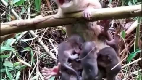 Animal Rat Mother