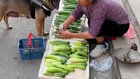 Smart dog is buying some vegetables for owner