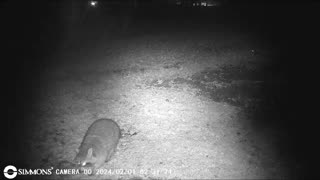 Backyard Trail Cams - Raccoon