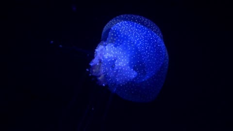 Excellent Blue Jellyfish