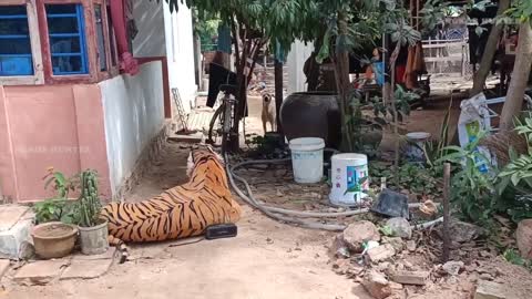 Fake Tiger Prank Dog and How can I Stop laugh Funny 2021 Part 02