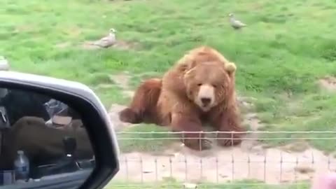 Smart Bear Catch Skills