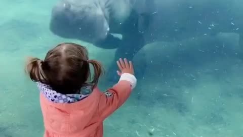 Baby scared of hippo