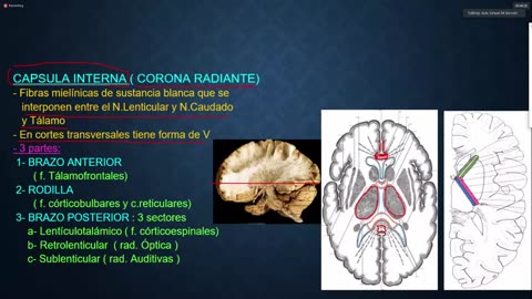 Clase 10 - Configuracion Interna del Cerebro - 30_07_2021