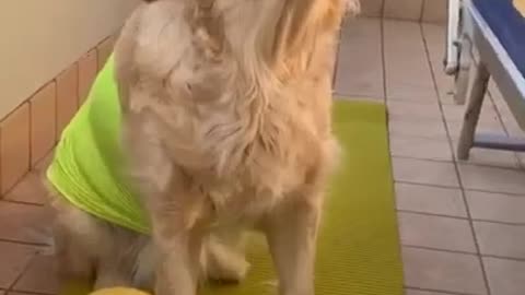 Funny Dog video that will make you laugh