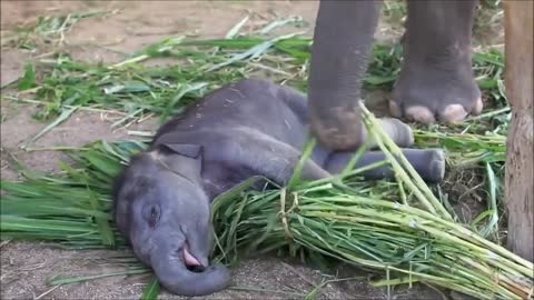 Baby Elephant Funny Moments.
