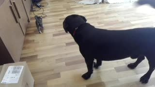 Brown kitten walks out of room away from large black dog