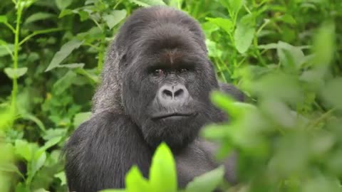 Top facts about mountain gorillas |