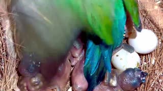 gouldian finch male with chicks in bird nest