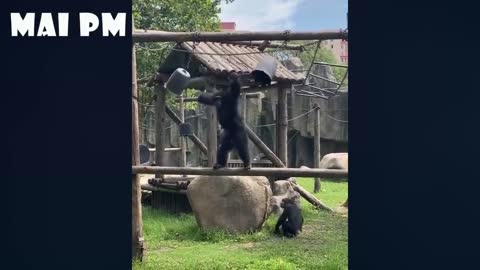 funny animals clips