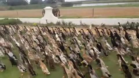 Rise Of The Duck Army!!