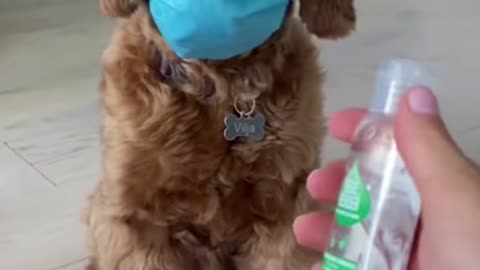 Funny Animal Planet For Dogs